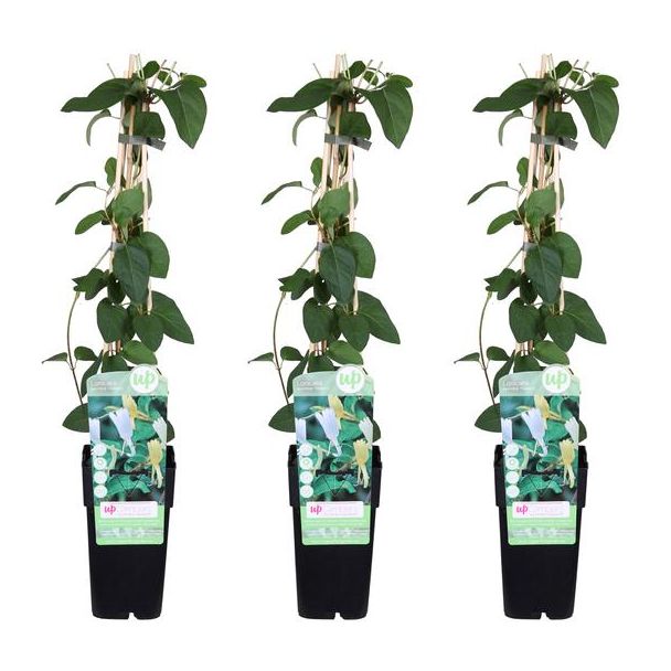 3 Stuks -japanse kamperfoelie, klimplant, kleur wit-roomgeel, winterhard,  Lonicera japonica 'Halliana' -  ↨65cm - Ø15