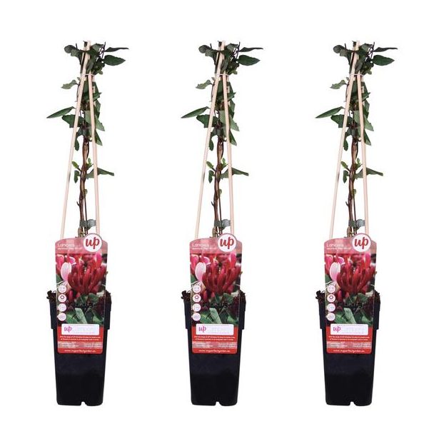 3x -Japanse Kamperfoelie, klimplant,kleur rood, winterhard,  Lonicera japonica 'Red World' -  ↨65cm - Ø15