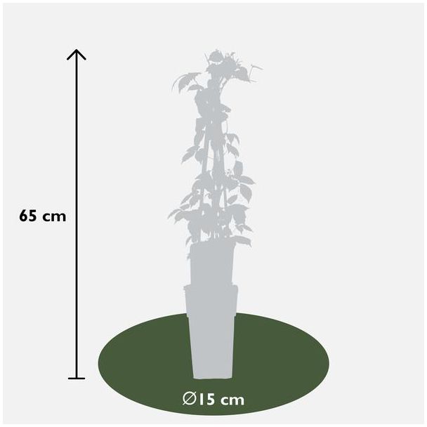 3x - Parthenocissus tricuspidata  Veitch Boskoop  - ↨65cm - Ø15