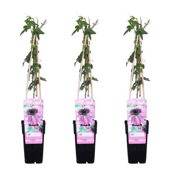 De Passiebloem, 3 Stuks, Klimplant, Opvallende Bloemen, Kleur Paars, Tropische Sferen,  Passiflora  Purple Haze  - ↨65cm - Ø15