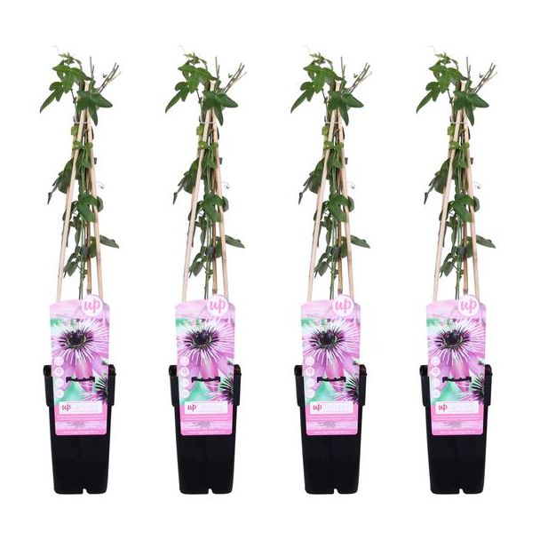 De Passiebloem, 4 Stuks, Klimplant, Opvallende Bloemen, Kleur Paars, Tropische Sferen,  Passiflora  Purple Haze  - ↨65cm - Ø15