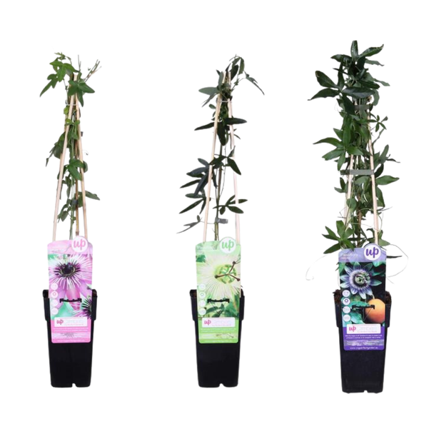 De Passiebloem, Set van 3 stuks, 1xWit, 1x Roze, 1xPaars, Exotische  bloemen,  Klimplant, Tropische sferen, Passiflora mix - ↨65cm - Ø15