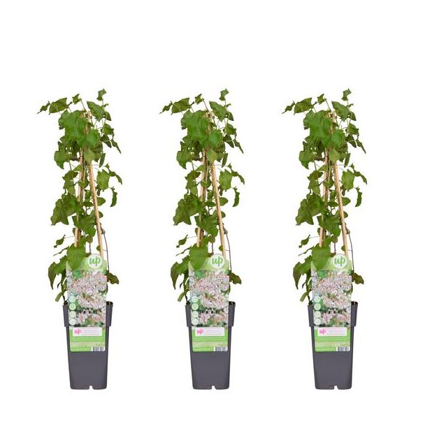 3 Stuks - Bruidsluier, kleur wit, Klimplant, Fallopia baldschuanica - ↨65cm - Ø15