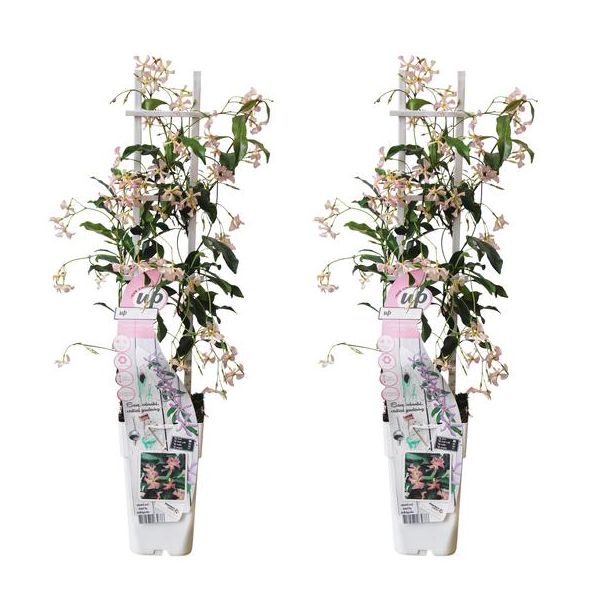 2x - sterjasmijn, Kleur zacht rose, klimplant, Trachelospermum 'Star of Ibiza' - ↨65cm - Ø15