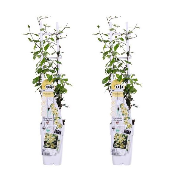 2x - Sterjasmijn, Kleur  Wit, Klimplant, Trachelospermum 'Star of Toscana' - ↨65cm - Ø15