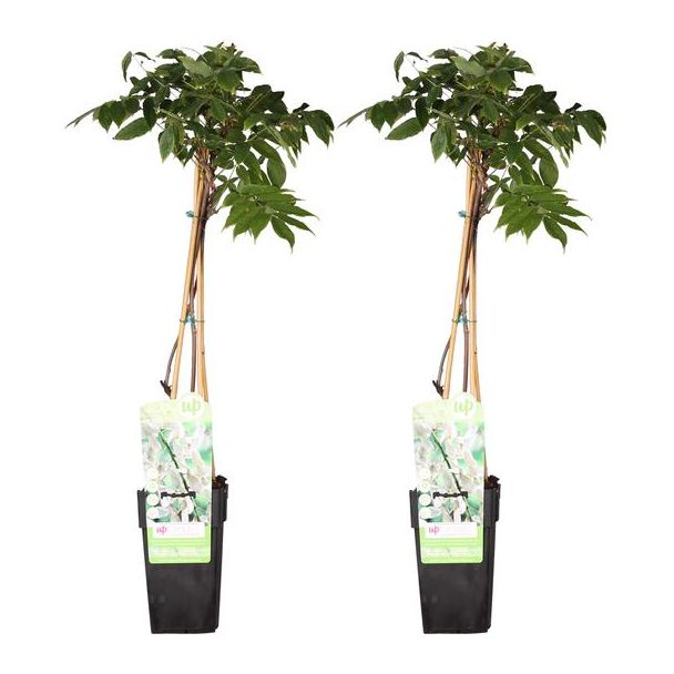 2x soort Blauwe Regen, Kleur Wit, Klimplant, Wisteria floribunda 'Longissima Alba' - ↨65cm - Ø15