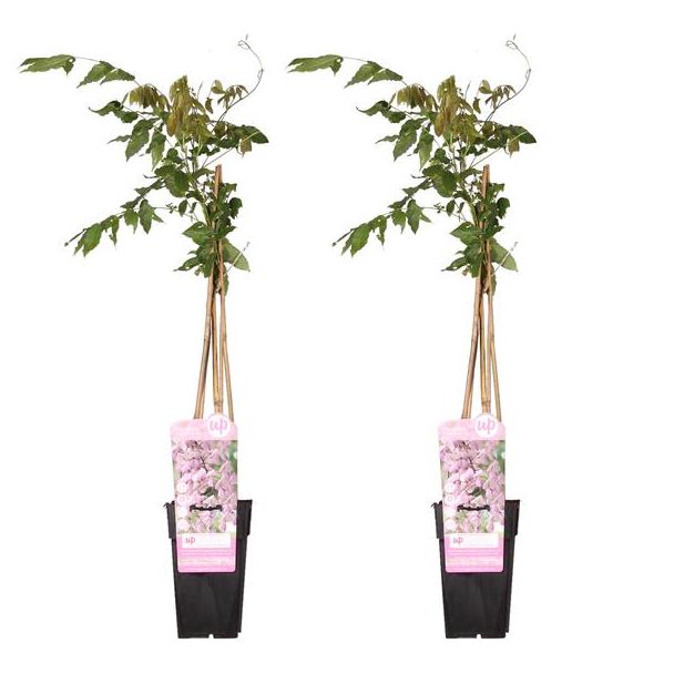 2x Blauwe Regen, Kleur roze, Klimplant, Wisteria floribunda 'Rosea' - ↨65cm - Ø15