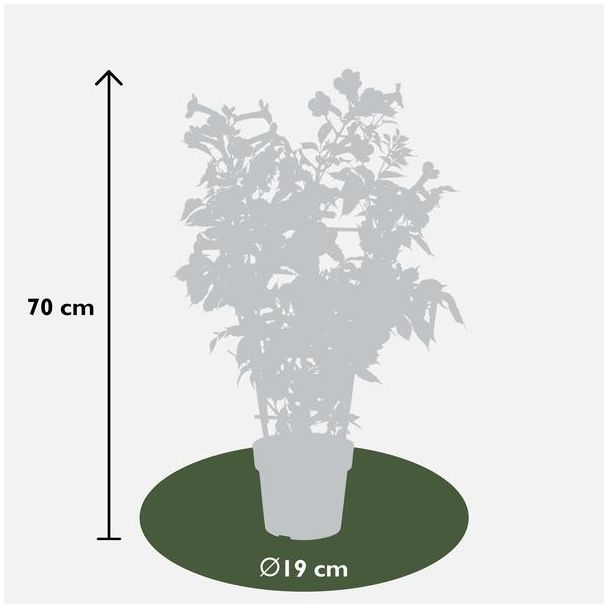 2x -Trompetplant, Klimplant, kleur Oranje/donker oranje, Campsis 'Indian Summer' -↨65cm - Ø15