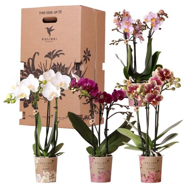 Cadeaubox - vier verschillende orchideeën, verrassings doos, orgineel cadeau, vers van de tuinder