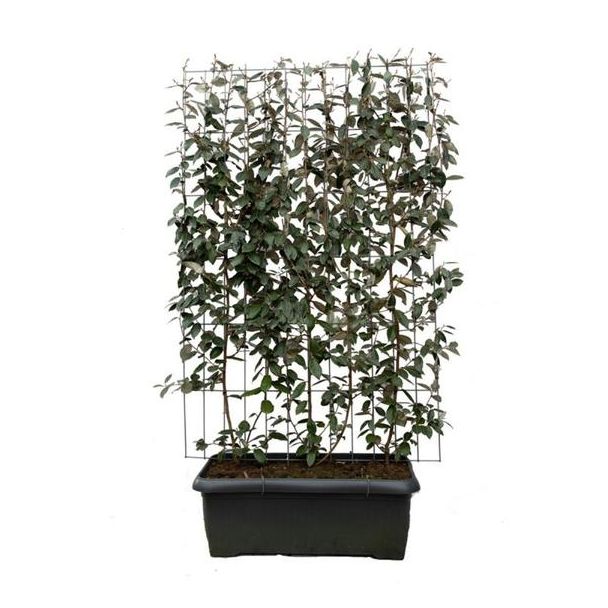 Kant-en-Klaar- Olijfwilg-Haag, Kleur cremekleurig, Rode besjes, Elaeagnus ebbingei - ↨180cm - 1 pcs