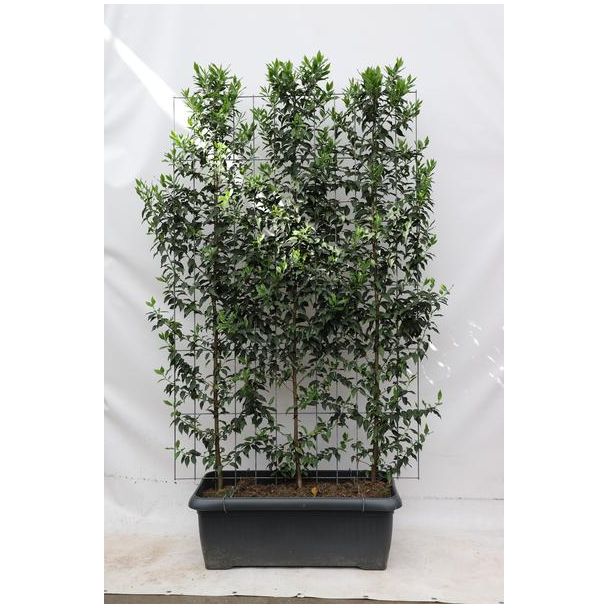 Kant-en-klaar Laurierkers-Haag, Kleur Wit, Zwarte besjes,  Prunus l.  Angustifolia  - ↨180cm - 1 pcs