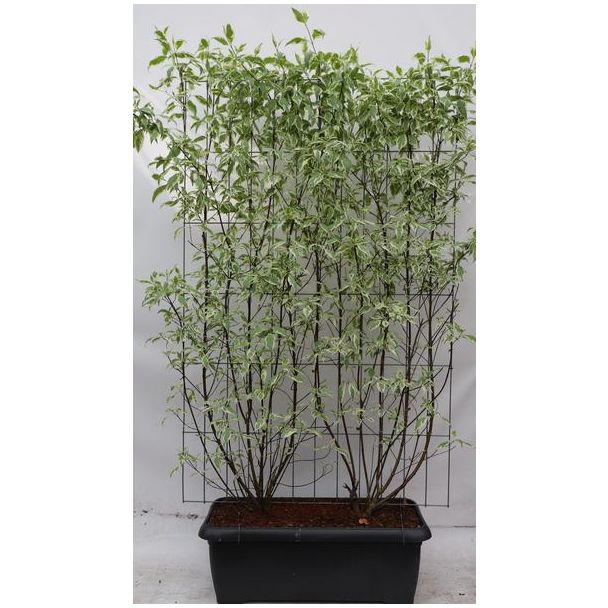 Kant-en-Klaar bonte witte kornoelje-Haag, Kleur Wit, Bont blad, Cornus alba  Elegantissima  - ↨180cm - 1 pcs