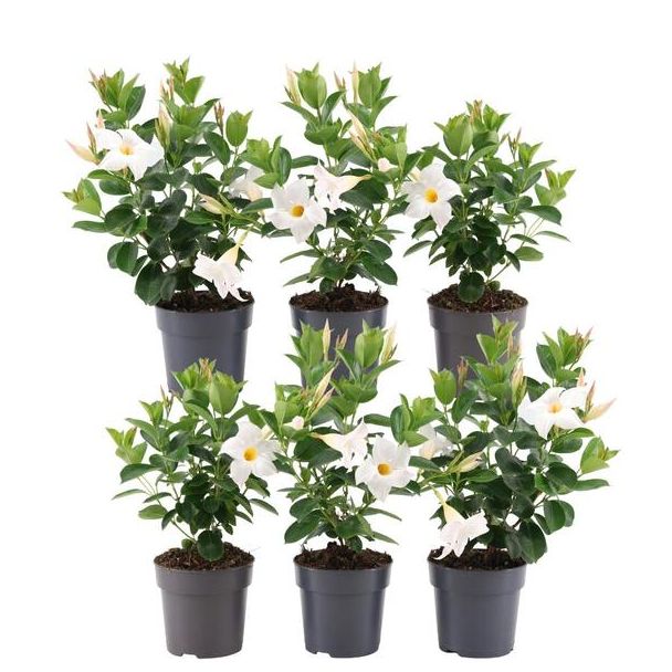 Set van 6 Stuks Mandevilla, Trompetbloemige Klimplant, Kleur Wit, Terrasplant, Balkonplant, Eenjarige Plant, Mandevilla white Ø12 cm - ↕25 cm