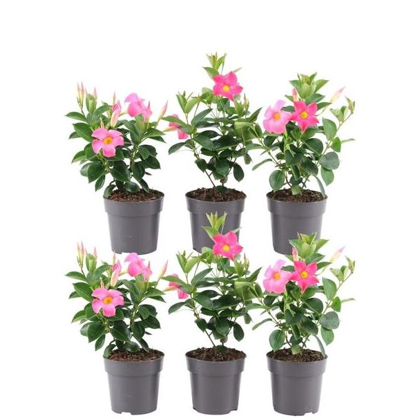 Set van 6  Mandevilla, Trompetbloemige Klimplant, Kleur rose, Terrasplant, Balkonplant, Eenjarige PlantMandevilla Sundaville Double Blush Pink Op Rek (Dipladenia) - Ø14cm - ↕40cm