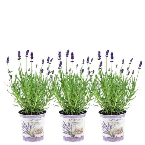 Lavendel in Sierpot,  3 Stuks, Kleur Paars-Blauw, Terrasplant, Balkonplant, Lavandula angustifolia Felice® in  Lavendelprint  sierpot- 13 cm pot