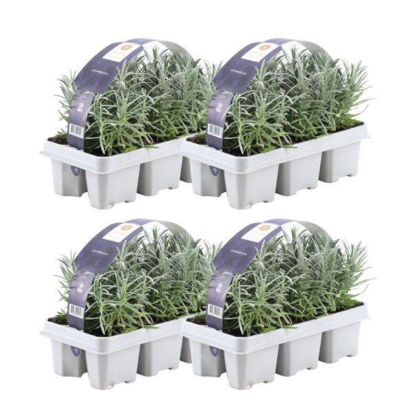 24 Stuks Lavendel, Kleur Paars, Struik, Heester, Meditteriaans, 6 pack Lavendel angustifolia - 6 x Ø7 cm - ↕15 cm