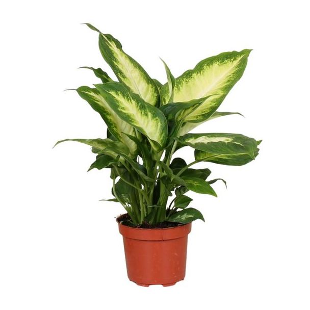 Kamerplant, Bond Blad ( Groen, Creme), Dieffenbachia Camilla - Ø12cm - ↕35cm