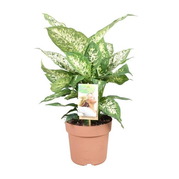 Kamerplant, Mooie Bladtekening (Groen, Creme) Dieffenbachia Compacta - Ø17cm - ↕45cm