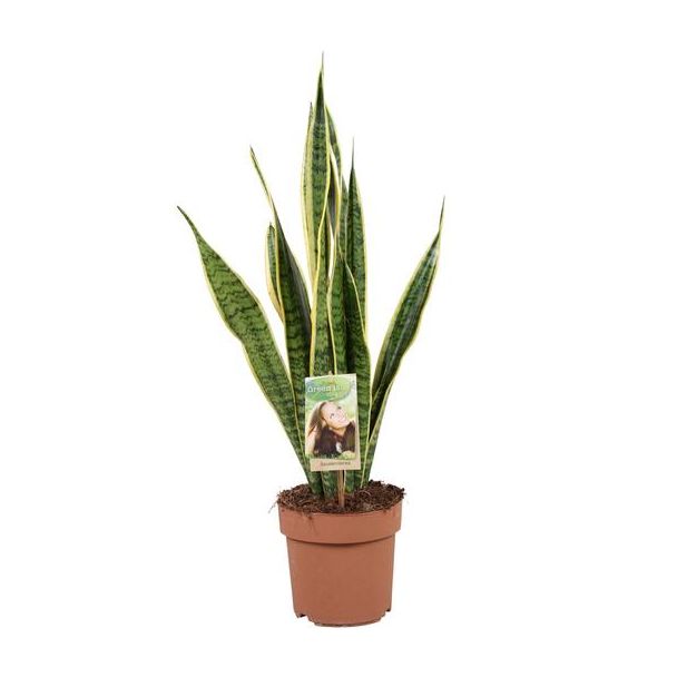 Vrouwentong, Goudrandplant, Zwaardvormig Donkergroen Blad met Gele Rand Sansevieria Laurentii - 60cm - ø17