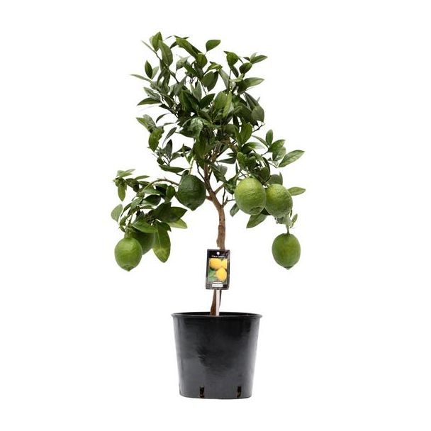 Citroenplant op stam, kleur geel,  Citrus Lemon - Ø22cm - ↕80cm