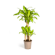 luchtzuiverende-dracaena-fragrans-massangeana