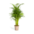 Dypsis Areca Lutescens Goudpalm kamerplant