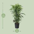 Dracaena Fragrans Lemon Lime met afmetingen