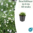 Beeld