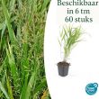 Beeld