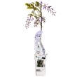 Wisteria sinensis Caroline in pot Ø15 – bloeiende paarse regen klimplant