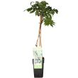 Witte regen plant in pot Ø15 cm – Wisteria floribunda 'Longissima Alba'