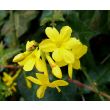 Gele bloei van Jasminum nudiflorum, winterjasmijn