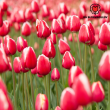 Beeld