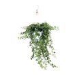 Klimop hangplant