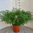 Sierasperge kamerplant