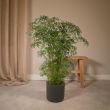 Polyscias Fruticosa in kamer