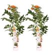 Set van 2 Campsis ‘Indian Summer’ planten – 65cm hoog in pot Ø15cm