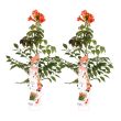 Campsis Summer Jazz Fire Trumpet met vuurrode trompetbloemen