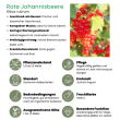 Beeld