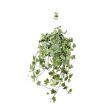 Klimop hangplant