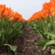 Beeld