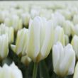 Beeld