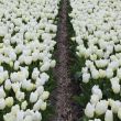 Beeld
