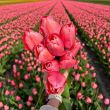Beeld