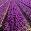 Beeld