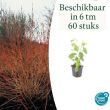 Beeld