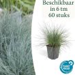 Beeld