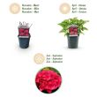 Beeld