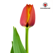 Beeld