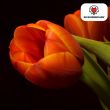Beeld